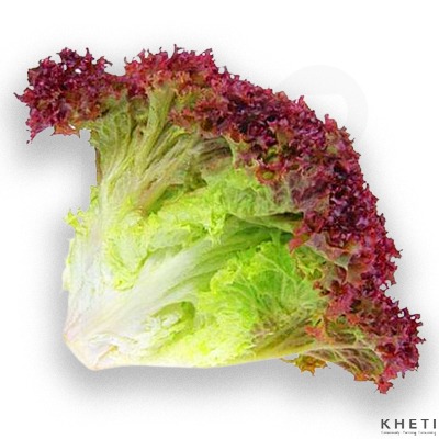 Lolorosa Lettuce Leaf (Organic)